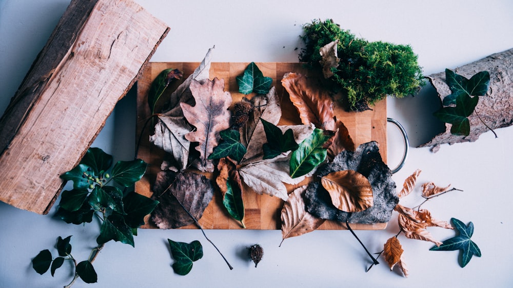 dried leaves on brown board