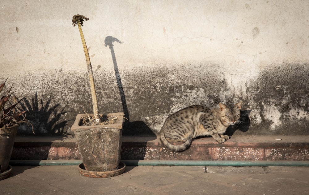 gray tabby cat beside pot