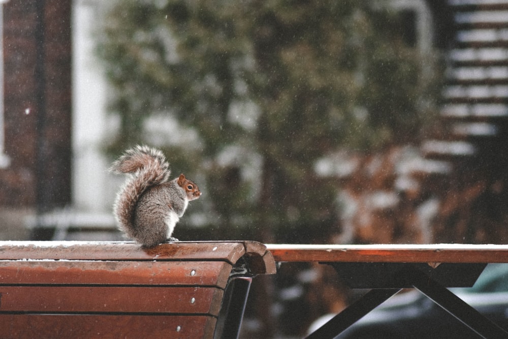 selective focus photography of squirrel sitting on wooden bench