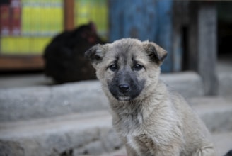 A small, brown puppy with dark eyes and a black snout sits on a concrete step. The background includes a blurred mix of colors and shapes, suggesting an outdoor setting.