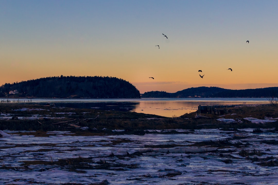 silhouette of mountain and flying birds during golden our