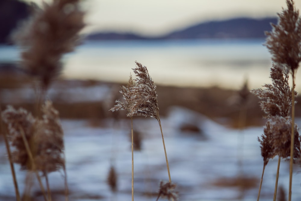 close up photo of brown grass