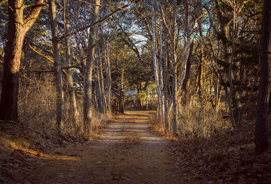 trees tunnel