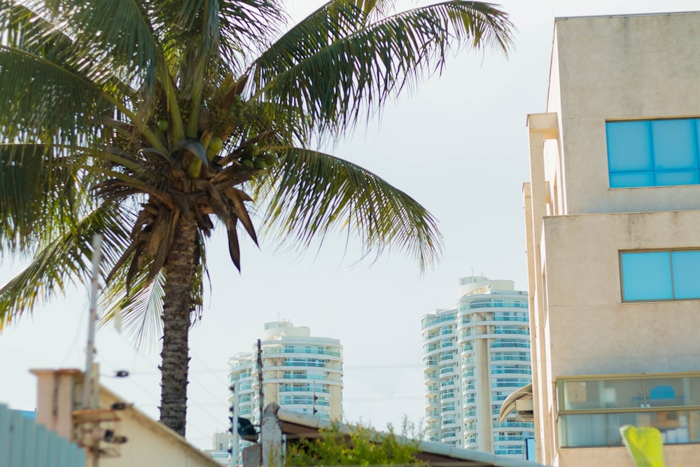 coconut tree near building at daytime ]