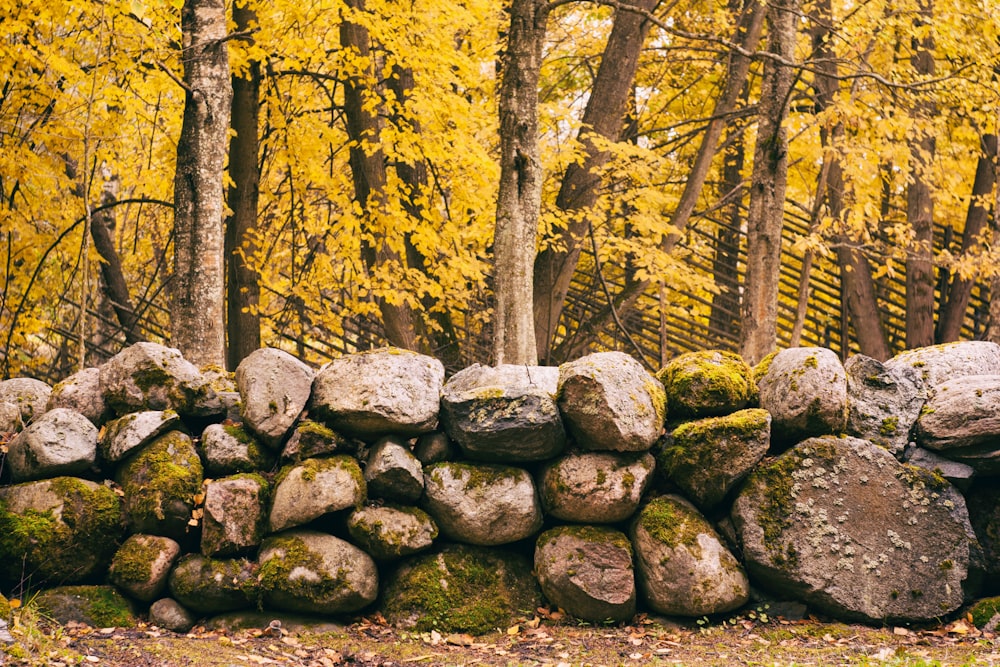 rock wall near brown leaf trees