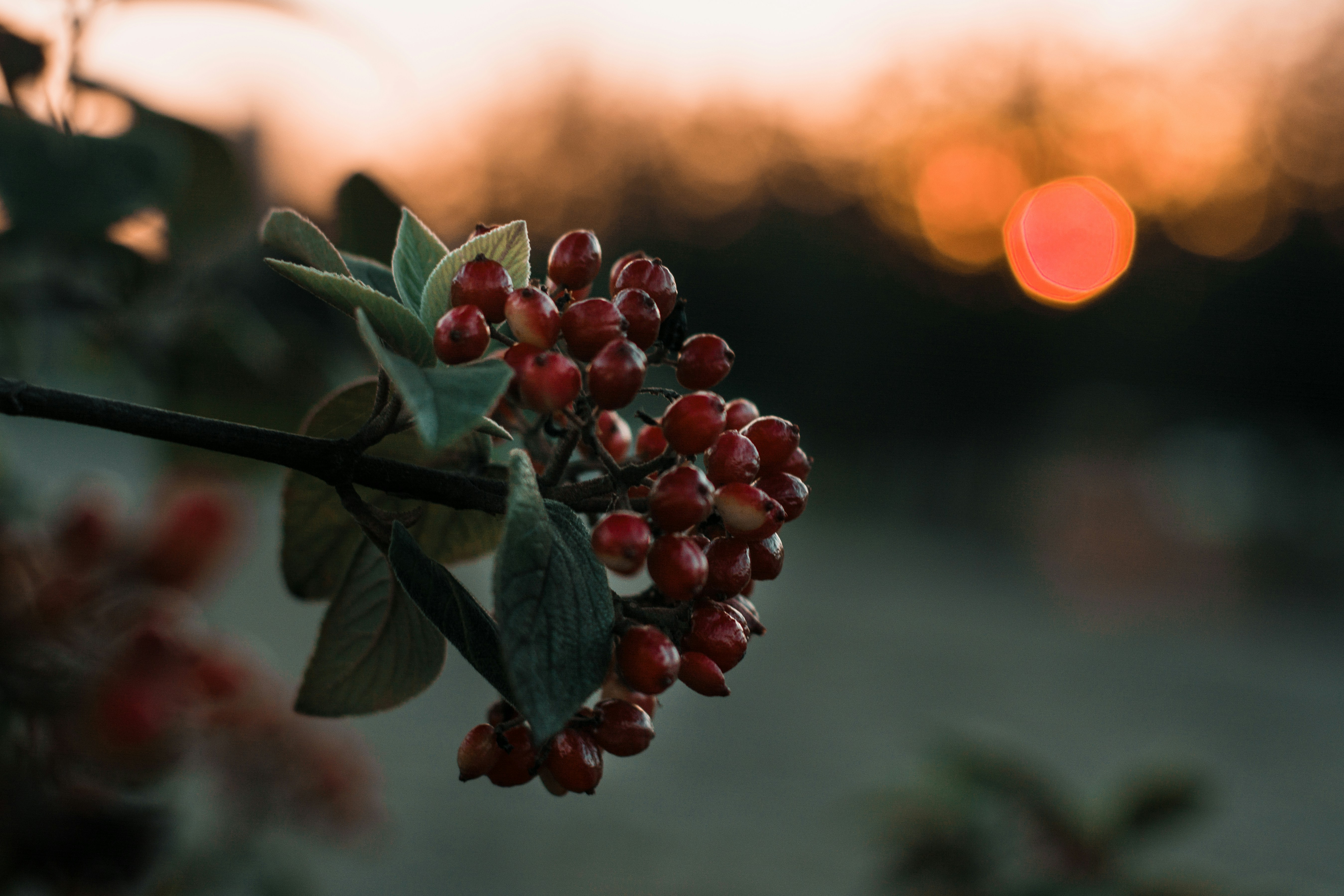 selective focus photography of red fruits, 