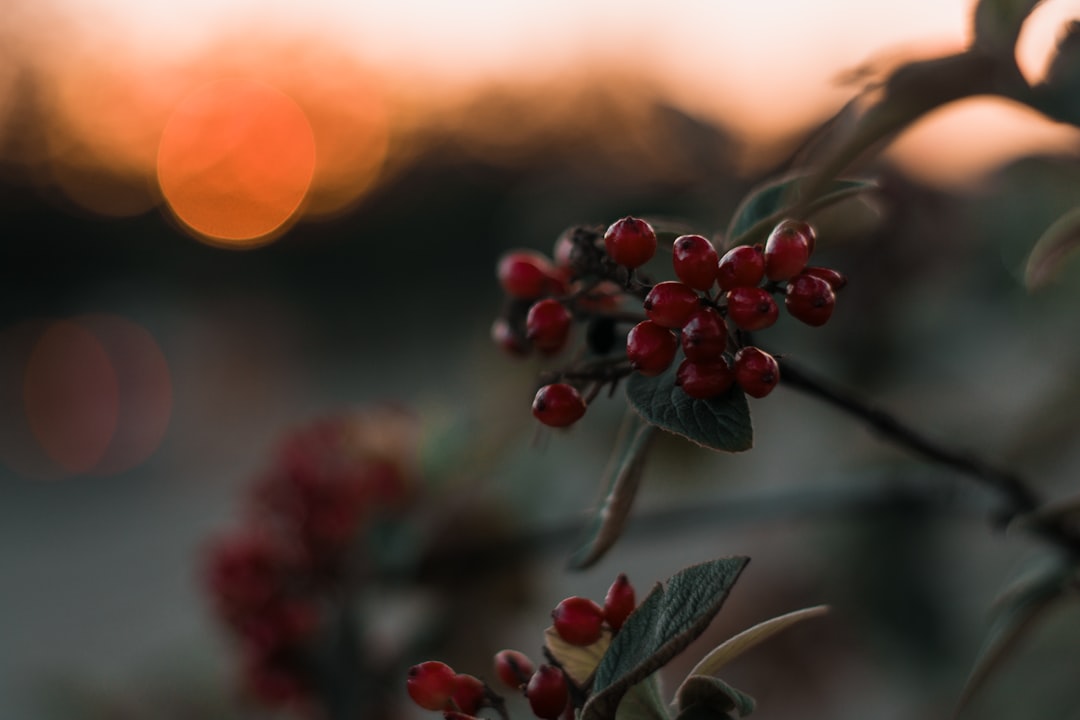 red berries with green leaves,