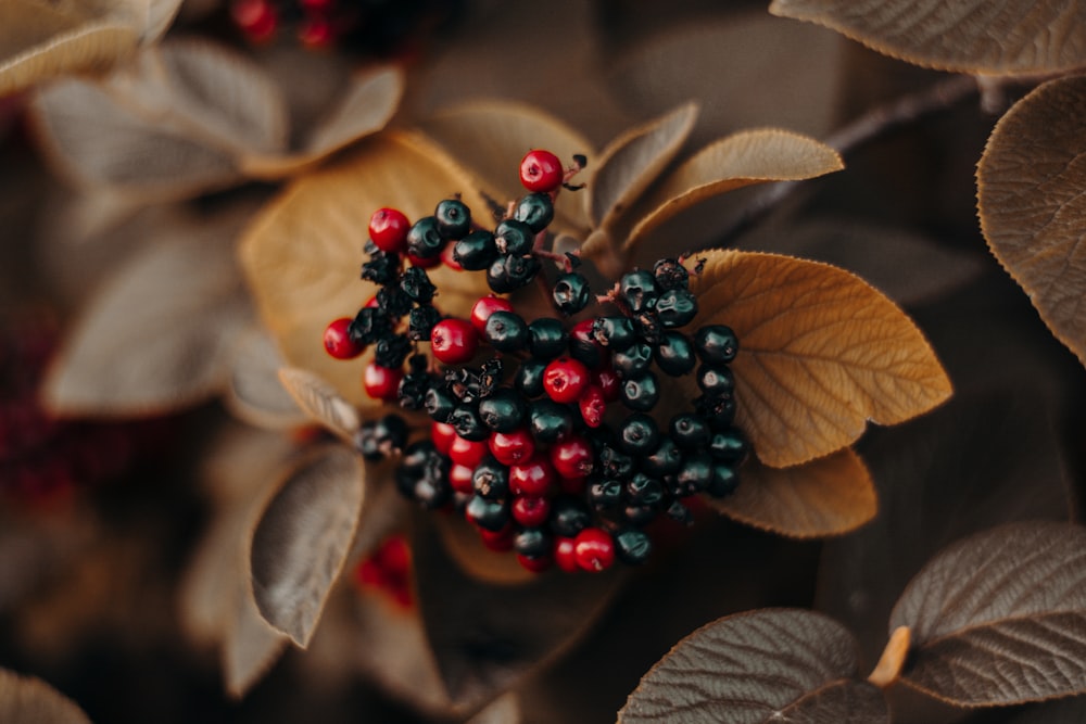 black and red berries close-up photography