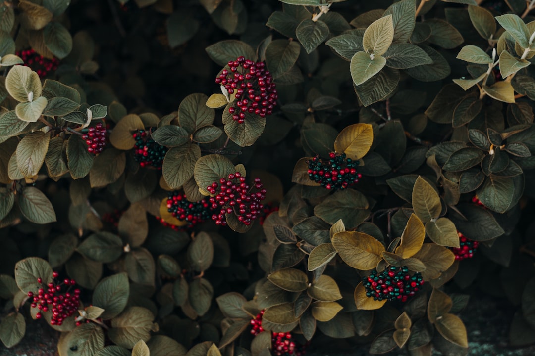 round red fruits,