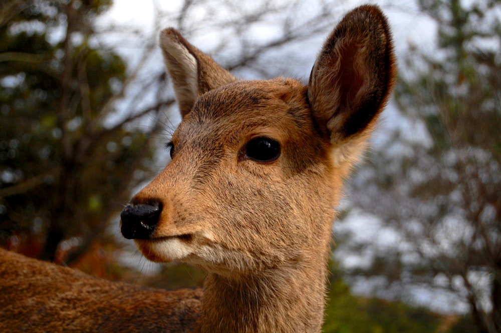 brown deer in close-up photography