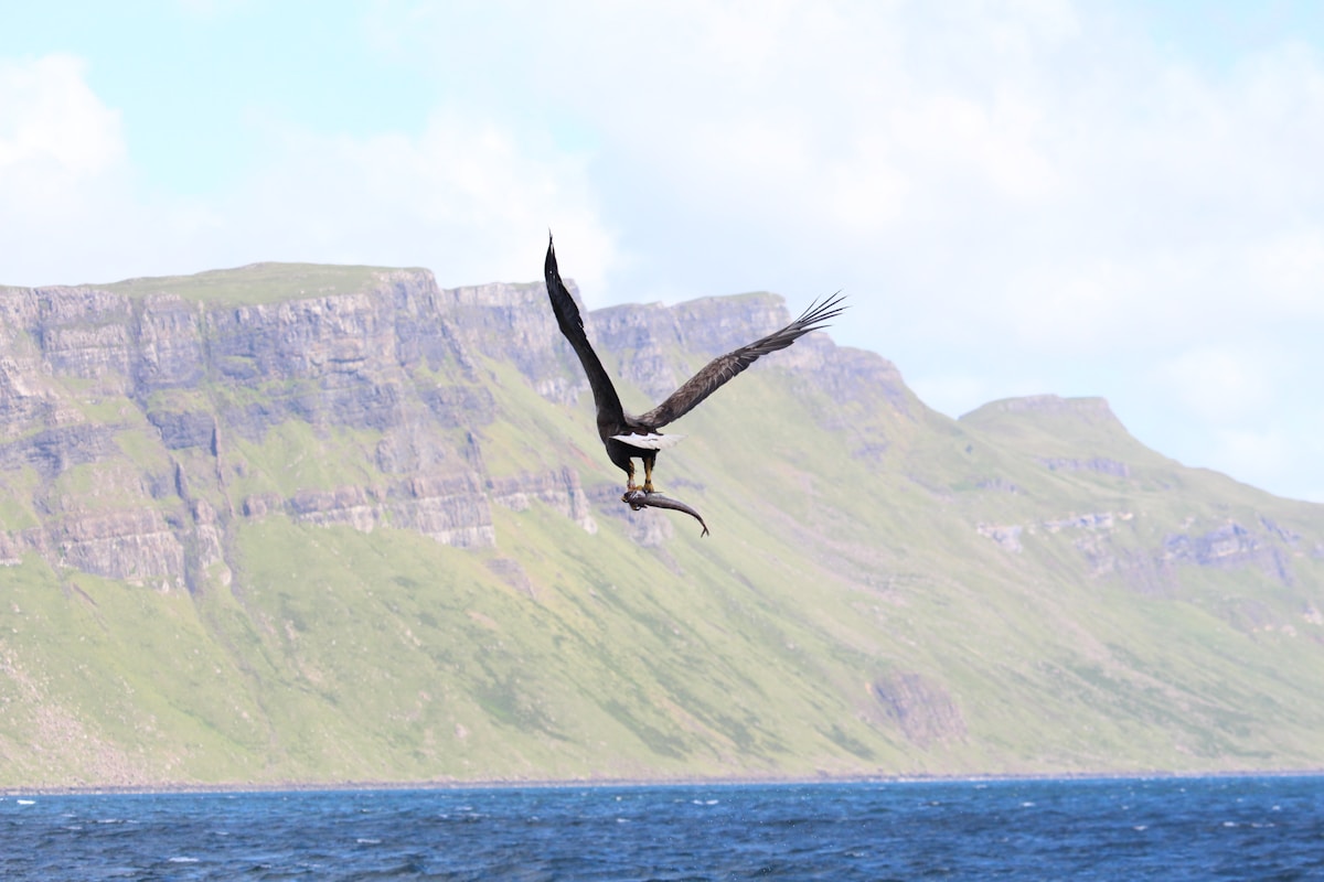 A large eagle soaring above a stretch of Scottish coastal water