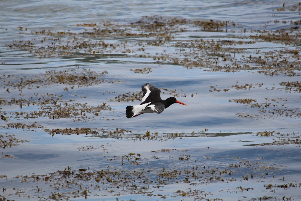 gaviota volando en la parte superior del cuerpo de agua