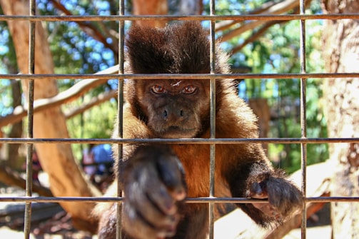 A monkey is seated behind a metal cage, reaching one arm towards the front. The background consists of trees and foliage with sunlight filtering through, casting bright and warm tones over the scene.