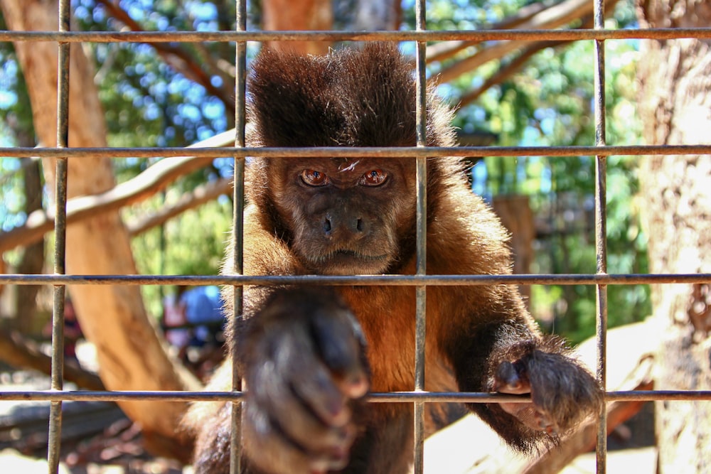 singe brun en cage
