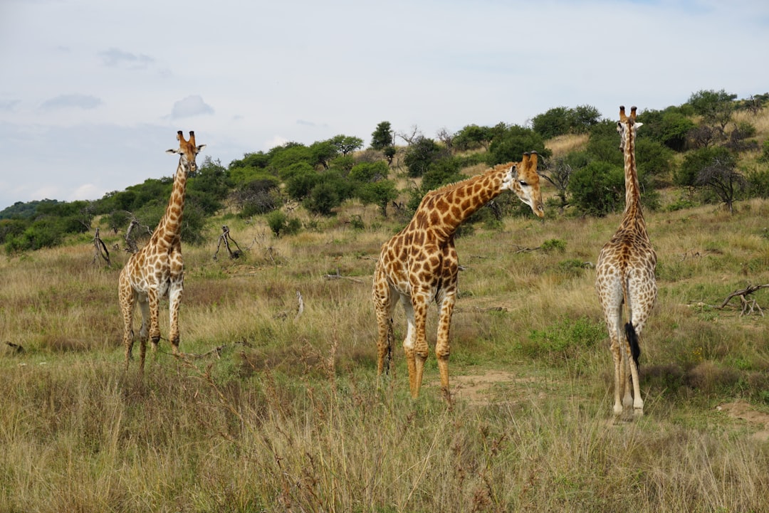 three giraffes on field during daytime