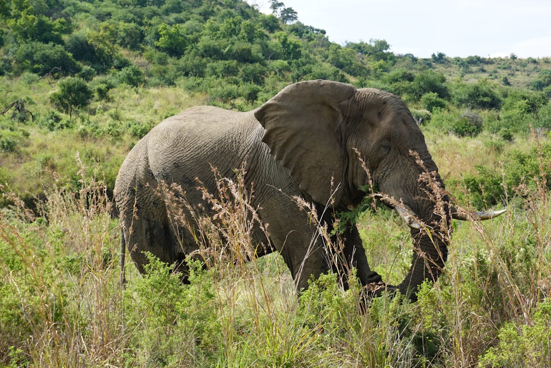 elephant standing on green grass