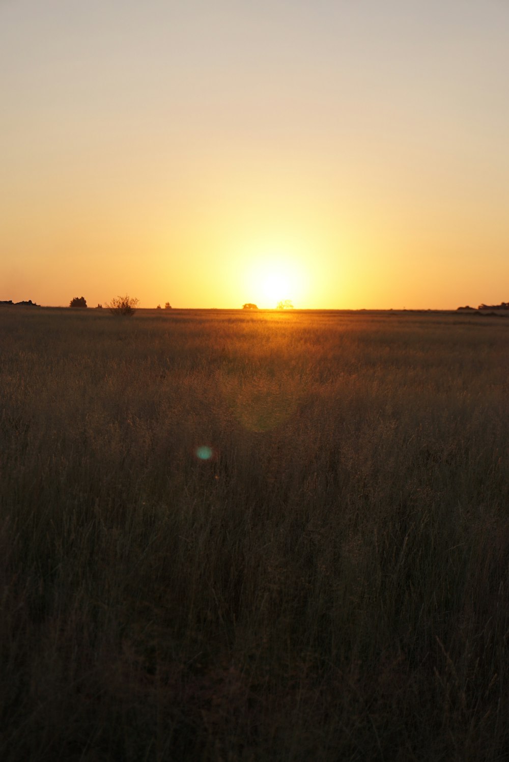 grass field during golden hour