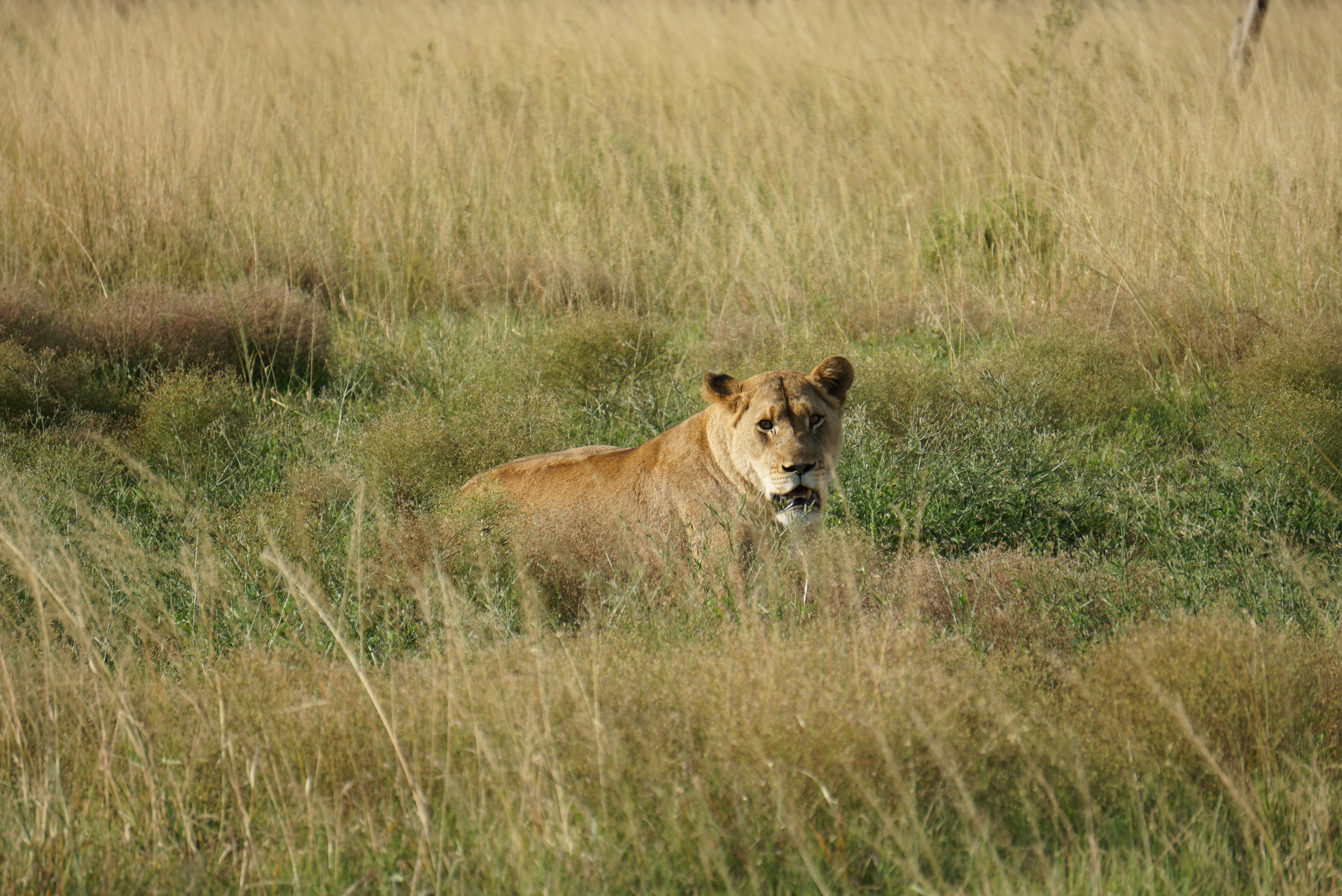 simba