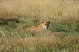 A lioness resting in the shade of acacia trees, eyes alert as she surveys the golden savannah.