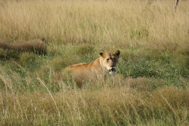A lioness resting in the shade of acacia trees, eyes alert as she surveys the golden savannah.