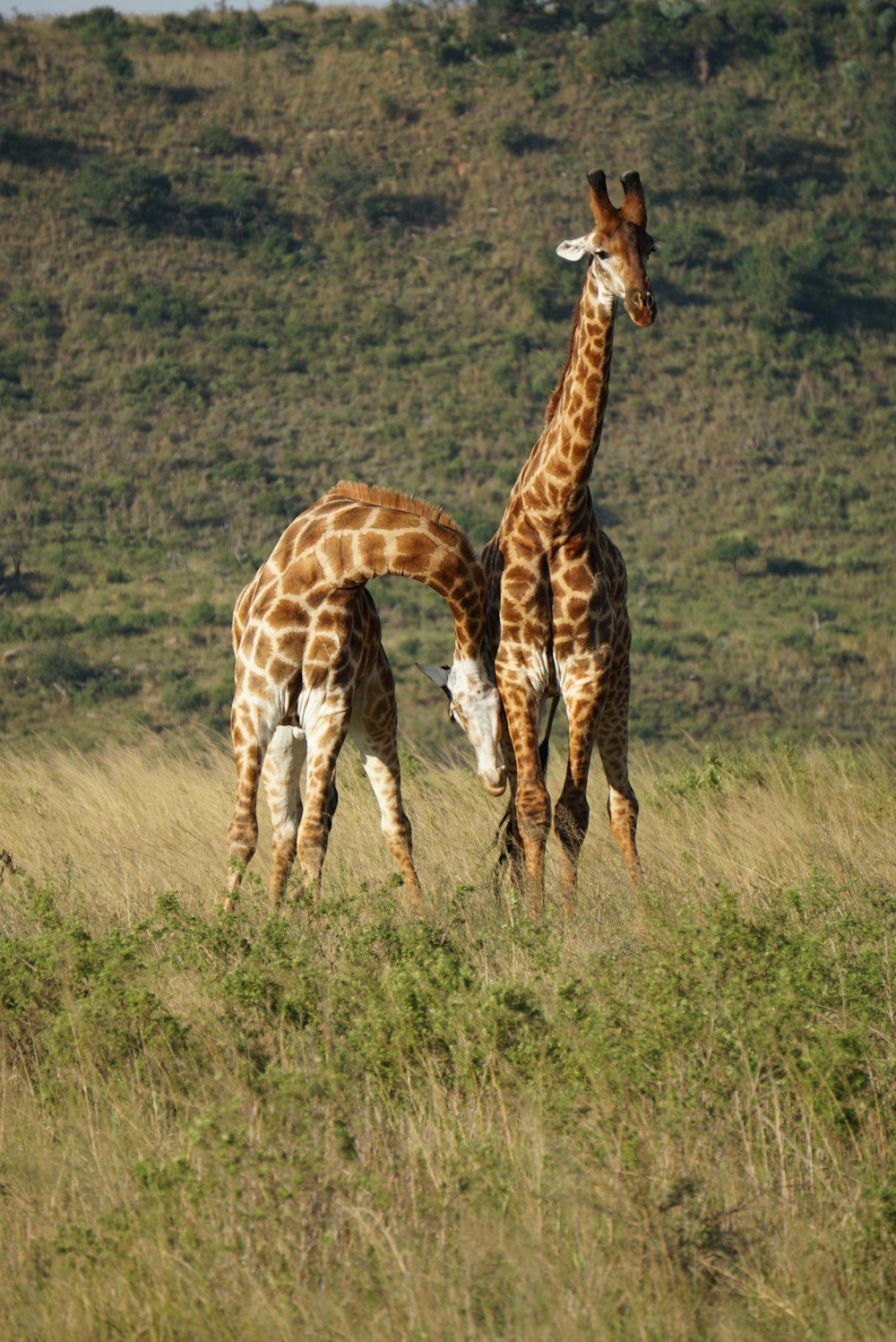 two giraffe on grass field during daytime