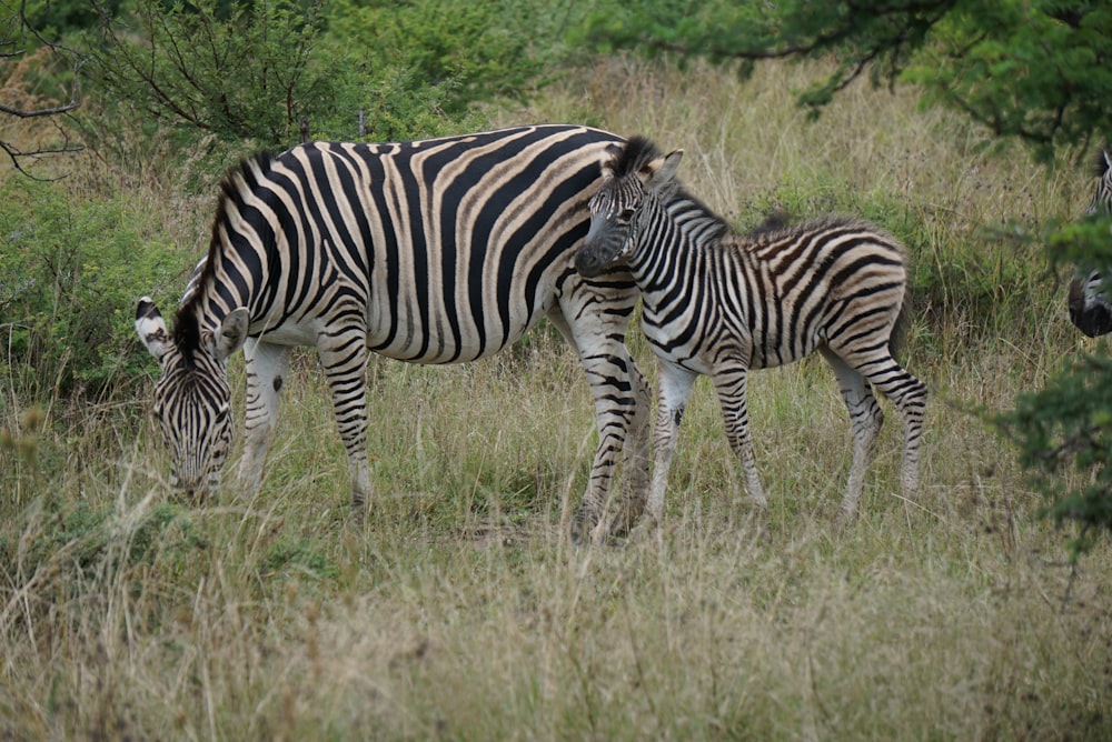 two zebras on grass at daytimes