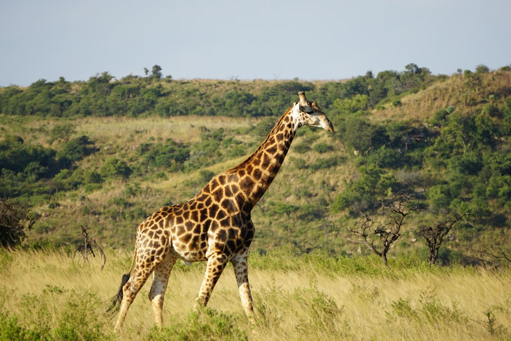 brown giraffe near trees