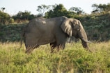A majestic elephant walking through a lush green savannah.