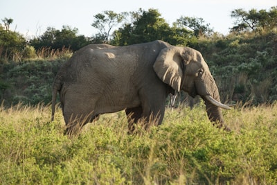 A majestic elephant walking through a lush green savannah.