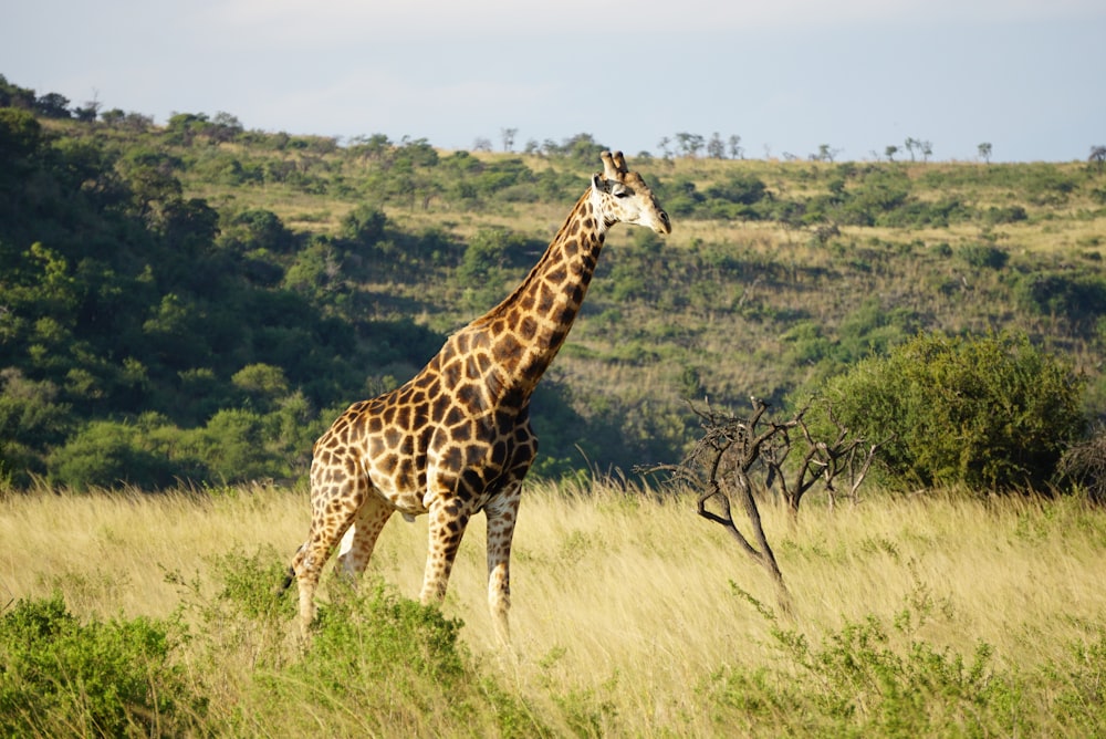 giraffe on green grass