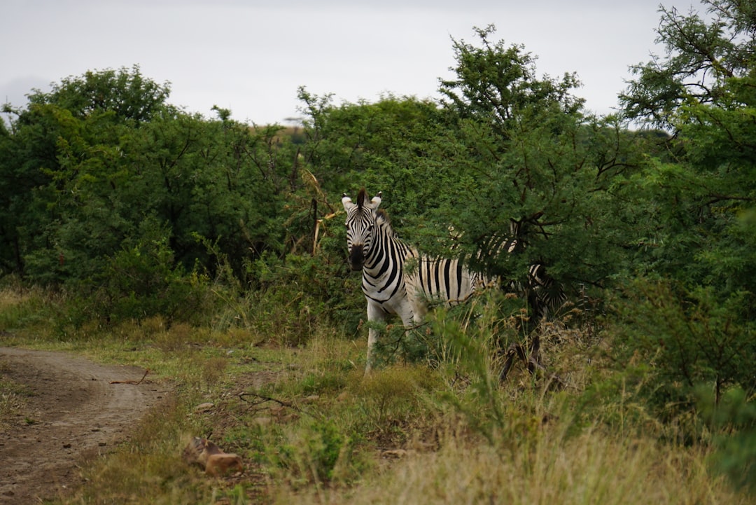 zebra behind trees