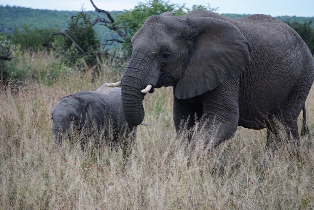 selective focus photography of adult elephant with cub during daytime
