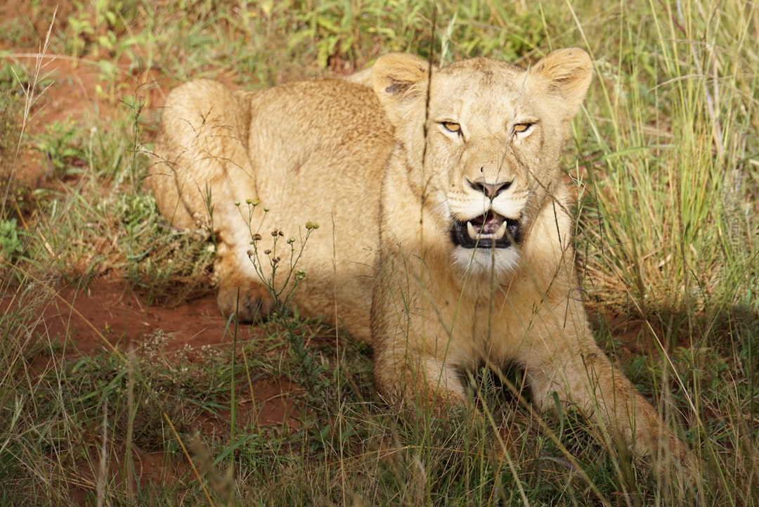 brown lioness surrounded by grass