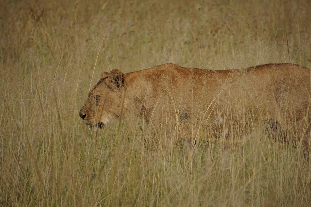 lioness walking on grass field