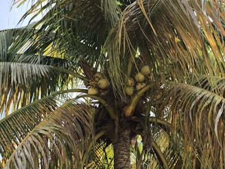 Close-up of a coconut tree with several coconuts clustered at the top. The tree's large, green fronds fan outwards, creating a dense canopy. Sunlight filters through the leaves, creating dappled patterns of light and shadow.