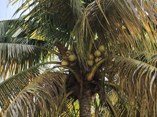 Close-up of a coconut tree with several coconuts clustered at the top. The tree's large, green fronds fan outwards, creating a dense canopy. Sunlight filters through the leaves, creating dappled patterns of light and shadow.