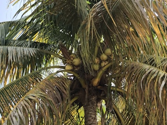 Close-up of a coconut tree with several coconuts clustered at the top. The tree's large, green fronds fan outwards, creating a dense canopy. Sunlight filters through the leaves, creating dappled patterns of light and shadow.