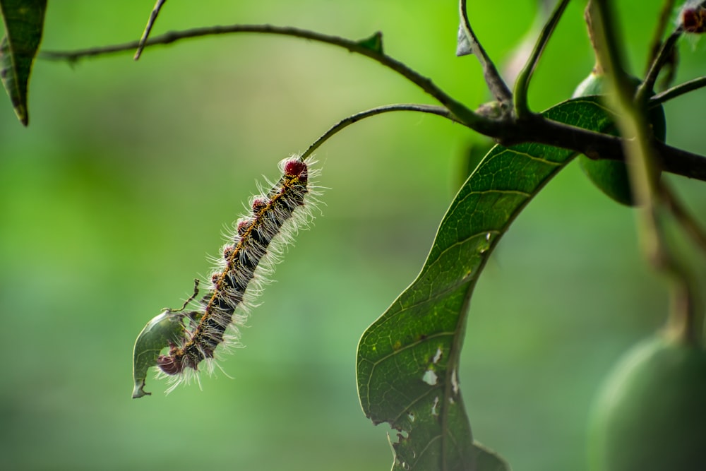 selective focus photography of moth caterpillar on green leafed plant