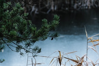 A serene natural setting featuring a calm body of water with overhanging pine branches on the left side. The background includes slightly blurred reeds and more water, suggesting a peaceful and quiet atmosphere.