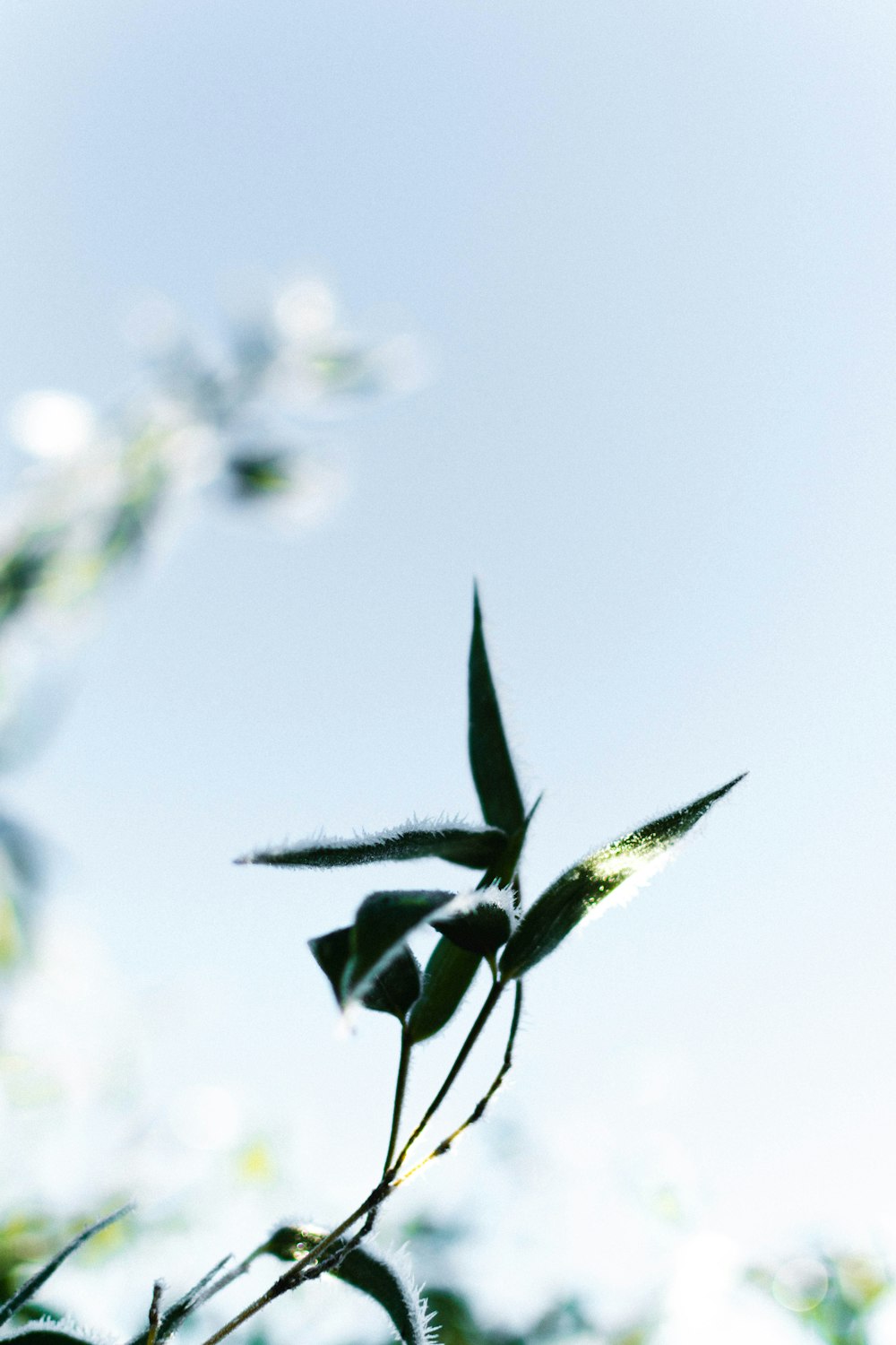 shallow focus photo of green plants