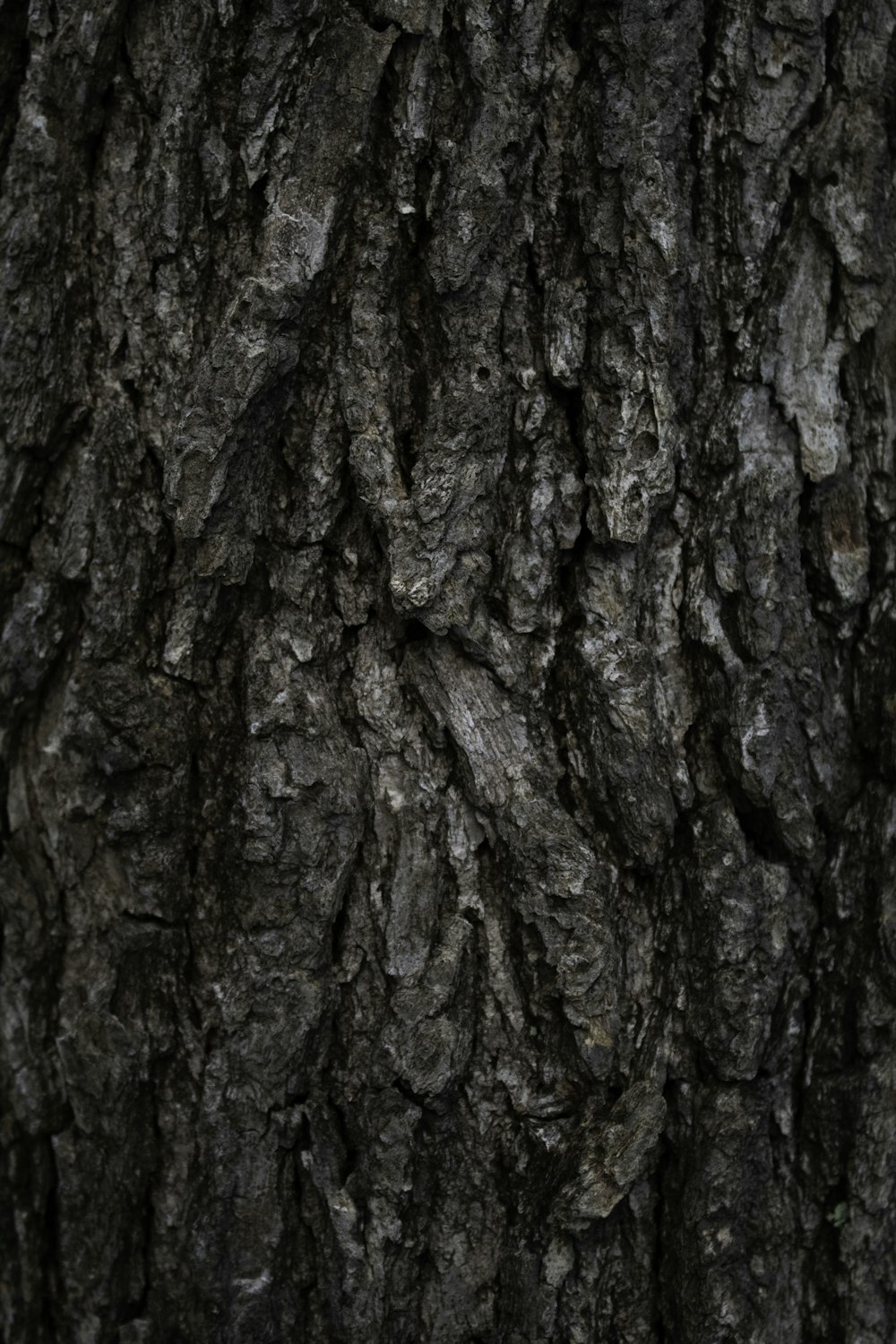 close up photo of tree