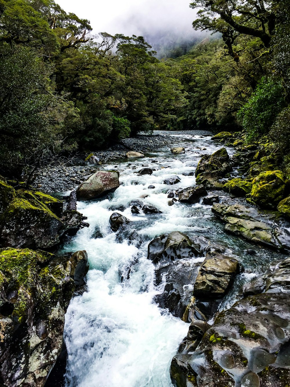 flowing stream surrounded with trees