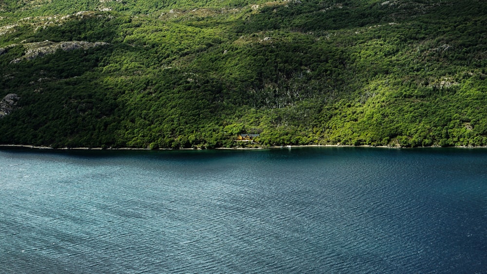 green forest near body of water at daytime