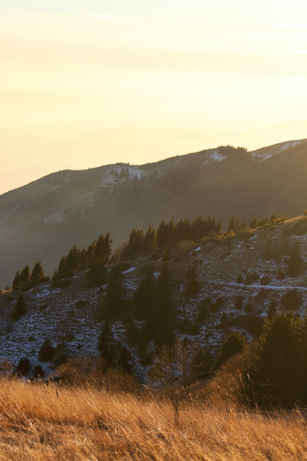 grass and trees on mountain during golden hour