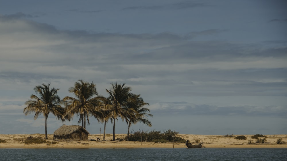 island with palm trees surrounded with body of water