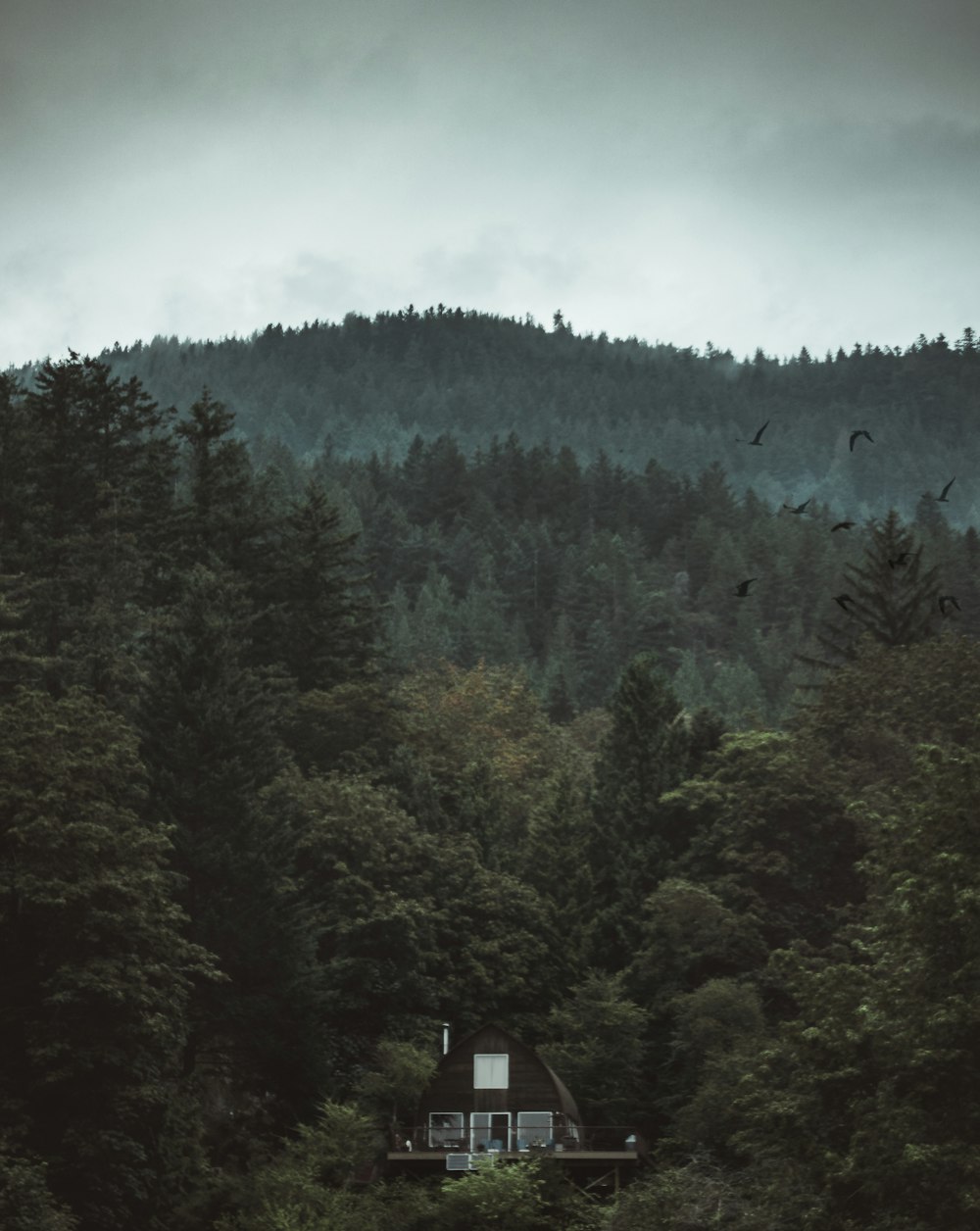 black house surrounded with trees