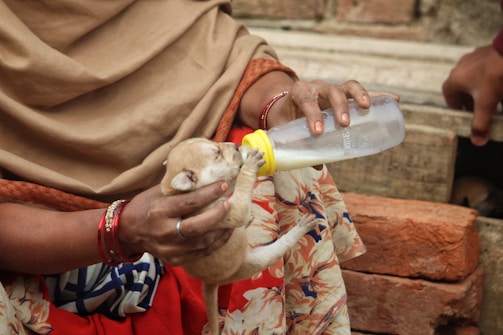A small puppy is being bottle-fed by a person wearing a floral-patterned garment and some red bangles on their wrist. The setting appears to be outdoors with bricks in the background.