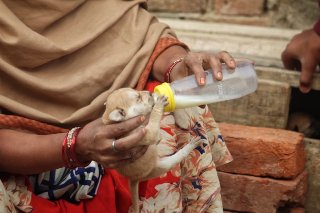 A small puppy is being bottle-fed by a person wearing a floral-patterned garment and some red bangles on their wrist. The setting appears to be outdoors with bricks in the background.