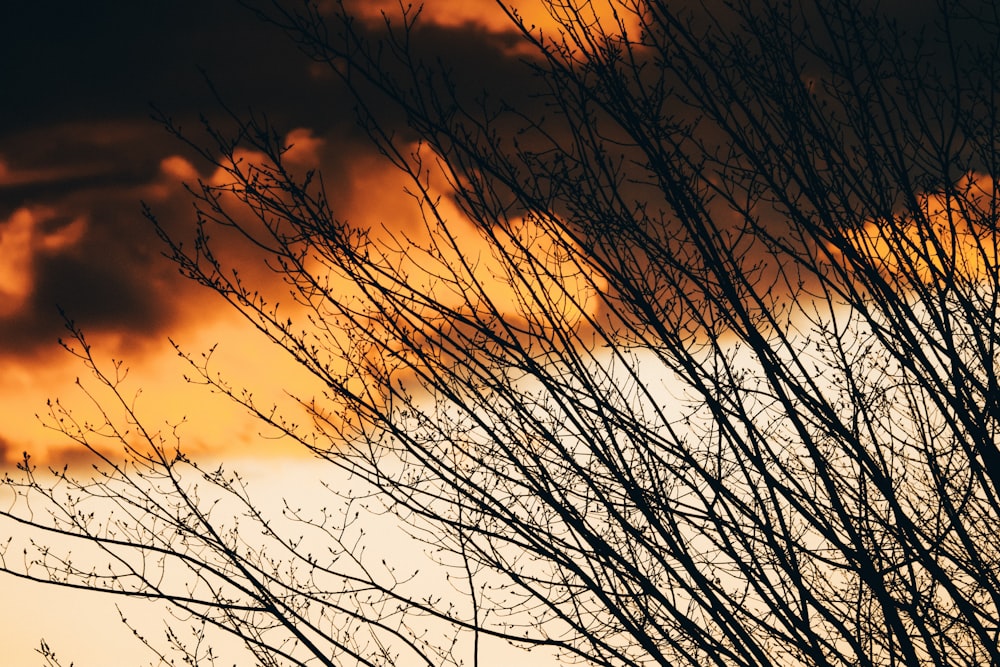 silhouette d’arbre nu sous ciel orange