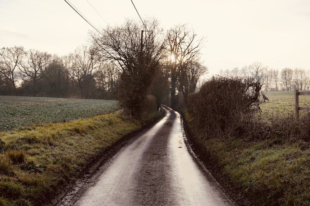 soil road beside bare trees during day